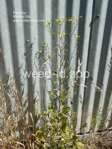 nipplewort